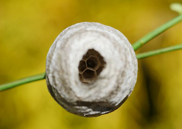 Keep Mothballs Out of the Garden – The Epoch Times