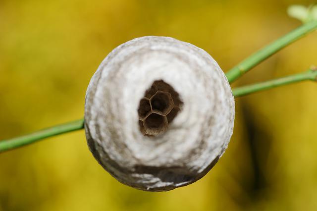 Keep Mothballs Out of the Garden – The Epoch Times